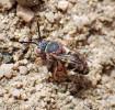 Včela zdobnice stepní (Epeolus cruciger) je hnízdním parazitem neméně vzácné včely hedvábnice vřesové (Colletes succinctus). Oba druhy se vyskytují pouze na suchých otevřených písčinách a vřesovištích. V Brdech jsou známy jen ze silně narušovaných částí ploch Jordán a Tok, kde jsou ohroženy zarůstáním stanovišť, podobně jako na několika posledních známých lokalitách v ČR. Foto S. Falk (flickr.com)