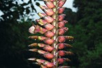 Kvetoucí Vriesea bituminosa v NP Itatiaia. Patří mezi rostliny  opylované specializovanými tropickými netopýry. Robustní přisedavá i skalní  vrisea roste nejen v horách jihovýchodní Brazílie, ale vzácně i ve Venezuele.
