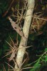 3	Větvené trny na kmínku Xylosma tessmannii z čeledi slivouchovitých  (Flacourtiaceae) v atlantském lese v národním parku Tijuca. Tato dřevina se vyskytuje v Brazílii a v Peru.