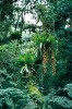 Na horní hranici tropického mlžného lesa na hoře Pedra do Sino lze na dosti nízkých stromech zblízka vidět jinak vysoko rostoucí Vriesea billbergioides.