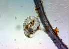 Měchýřky bublinatek – bublinatka stračkovitá (U. delphinio­ides) patří k druhům sekce Oligocista. Foto J. Franta a M. Spousta