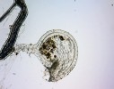 Měchýřky bublinatek – bublinatka dvojklaná (U. bifida) patří k druhům sekce Oligocista. Foto J. Franta a M. Spousta