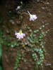 Bublinatka kotvičkatá (Utricularia striatula), bryofilní druh kolmých mokvavých skal, ale i kmenů stromů, zachycený v monzunovém lese Khao Yai. Foto T. Sando