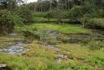 Situace na stanovištích bublinatek (Utricularia) na pískovcových plotnách v thajském národním parku Pha Taem. V pozadí ustupující porost dvojkřídláčového lesa se mění v sezonní savanu, která bývá od května do září trvale sycena monzunovými dešti a stékající vodou. Foto J. Franta a M. Spousta