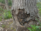 Příklad snahy o odstranění osiky jako nežádoucí dřeviny. Tento mateřský strom byl neúspěšně likvidován mnoho let před kůrovcovou těžbou okolní smrkové monokultury v r. 2019. Foto A. Kusbach
