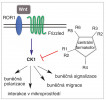 Schéma Wnt/PCP dráhy a role izoformy kasein kinázy CK1∂/ε u leukemických B-lymfocytů a její inhibice pomocí nově připravovaných látek s různými strukturními modifikacemi. Po navázání Wnt ligandu na receptory dochází k aktivaci signální dráhy a přenosu signálu na další proteiny včetně CK1, kterou se snažíme blokovat inhibitory a zabránit tak progresi nádorového onemocnění. Blíže v textu. R1–R6 – různé modifikace chemické struktury centrálního farmakoforu; ROR1 a Frizzled – transmembránové receptory, které přijímají a dále přenášejí signál v buňce, Wnt – ligand spouštějící tuto signalizaci.