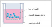 Migrační jamka – buňky umístěné  do horního oddílu se nechají procházet několik hodin skrze membránu s póry  až do spodního oddílu. Množství buněk schopných migrace se kvantifikuje  s využitím průtokového cytometru. Orig.: M. Gregorová