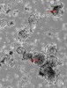 Embryoidní tělíska připravená z prasečích iPS buněk. Buňky jsou ve formě jednobuněčné suspenze umístěny na neadhezivní umělou hmotu a vytvoří  plovoucí kulovité shluky (šipky), v rámci nichž spontánně diferencují. Foto P. Vodička
