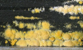 Hrana lepené překližky s koloniemi neurospory druhu Neurospora sitophila. Foto O. Koukol