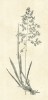 Kresba medyňku vlnatého (Holcus lanatus). Orig. J. Sachs, ilustrace k článku O travách v Živě 1856, 2: 148–171