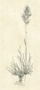 Kresba kvetoucí lipnice cibulkaté (Poa bulbosa). Orig. J. Sachs, ilustrace k článku O travách v Živě 1856, 2: 148–171