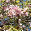 Kvetoucí šácholan – magnolie  vedle venkovní terasy Lannovy vily. Foto L. Svoboda, AV ČR