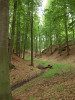 Buk lesní (Fagus sylvatica) se stává jednou z nejvýznamnějších dřevin  z hlediska adaptace na změny klimatu, neboť je v přirozené druhové skladbě zastoupen na většině území ČR od 2.  do 6. lesního vegetačního stupně. Národní přírodní rezervace Břehyně-Pecopala. Foto P. Maděra