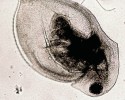 V rámci popisu hrotnatky D. hrbaceki jsme pořídili tisíce fotografií tohoto druhu, a to za použití světelného, rastrova­cího i fluorescenčního mikroskopu.  Zcela první však byl tento snímek  zachycující charakteristické prohnutí dorzální části karapaxu se zachovaným týlním zoubkem. Nezvyklá morfologie dospělců nás motivovala zabývat se nálezem detailněji. Foto P. J. Juračka