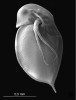 Dospělá partenogenetická samička Daphnia hrbaceki z typové lokality na Kokořínsku pod rastrovacím elektronovým  mikroskopem. Jediným doposud známým druhem podobného tvaru je severoamerická D. minnehaha. Foto P. J. Juračka