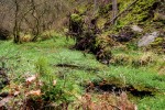Typovou lokalitou nově popsaného druhu perloočky Daphnia hrbaceki  je malá zarostlá tůň v hlubokém údolí  na Kokořínsku. Foto P. J. Juračka