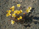 Šťavel Oxalis massoniana var. flave scens, jeden z mnoha druhů rodu Oxalis vyskytujících se v Jižní Africe. Foto autoři článku