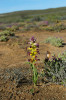 Lachenalia framesii z čeledi chřestovitých (Asparagaceae), jeden ze zástupců i v Evropě běžně pěstovaných cibulovin. Foto autoři článku