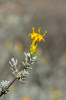  Nejrozšířenější druh Pteronia incana přesahuje areál kapské květenné oblasti. Foto autoři článku