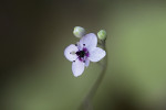 V r. 2020 popsaná Heliophila goldblattii s atypicky dvoubarevnými květy. Obvykle mívá rod Heliophila z čeledi brukvovitých (Brassicaceae) květy modré, bílé, případně růžové až fialové. Foto autoři článku