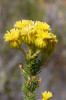 Příklad zástupce rodu Pteronia – P. camphorata, typický pro fynbos, kde svou výškou vyčnívá nad ostatní porost. Foto autoři článku