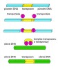 Princip fungování transpozonu a jeho vložení do hostitelské DNA. Samotný transpozon kóduje sekvenci genu transponázy, tedy klíčového enzymu odpovědného za vyštěpení a vložení transpozonu do cílové sekvence. Transponáza detekuje vazebná místa na okrajích sekvence transpozonu, které následně nastřihne a pak se „připojí“ na transpozon. Tento komplex se přesouvá na cílové místo,  kde transponáza rozstřihne sekvenci a vloží do ní DNA transpozonu. Podle různých zdrojů kreslila V. Grešáková