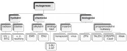 Typy mutageneze s příklady jednotlivých mutagenů, tedy látek, které mutaci na úrovni DNA způsobují. Prvotní členění spočívá v typu mutagenu. Následně se zde rozlišuje princip vyvolání mutací – v případě fyzikální mutageneze se uplatňuje přímá radiace, nejčastěji záření gama nebo ultrafialové, či samotné ozařování částicemi, jako jsou neutrony nebo alfa, resp. beta. Chemické mutageny využívají několik způsobů tvoření mutací – klíčové je zavedení změny v párování bází, buď pomocí přenosu alkylových skupin na DNA, nebo prostřednictvím analogů pů­vodních nukleotidů. Biologické mutageny manipulují DNA pro ně vlastním způsobem. Začleňují různé sekvence nukleových kyselin do genomu pomocí inzerce, nebo programují a regulují expresi proteinů  na všech úrovních (jak DNA, tak RNA). EMS – etylmetansulfonát, ENU – etylni­trozomočovina, 5-BU – 5-bromouracil,  2-AP – 2-aminopurin, ZNF – nukleázy se zinkovými prsty (Zinc Finger Nucleases), TALEN – TALE nukleázy (Transcription Activator-Like Effector Nucleases),  CRISPR (Clustered Regularly Interspaced Short Palindromic Repeats), RNAi – RNA interference. Blíže v textu. Podle různých zdrojů kreslila V. Grešáková