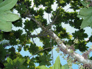 Fíkovník (Ficus) patří mezi druhově nejpočetnější rody rostlin. Vykazuje velkou morfologickou variabilitu. Jednotlivé druhy se liší i obsahem chemických látek. Některé jsou bohaté na alkaloidy, jiné na proteázy, triterpeny nebo poly­fenoly. Na snímku fíkovník F. gul ze Sulawesi a Austrálie,  roste i na Papui Nové Guineji.  Foto S. T. Segar, s laskavým svolením