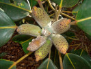 Fíkovník (Ficus) patří mezi druhově nejpočetnější rody rostlin. Vykazuje velkou morfologickou variabilitu. Jednotlivé druhy se liší i obsahem chemických látek. Některé jsou bohaté na alkaloidy, jiné na proteázy, triterpeny nebo poly­fenoly. Na snímku fíkovník F. crassipes ze Sulawesi a Austrálie. Foto S. T. Segar, s laskavým svolením