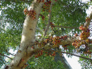 Fíkovník (Ficus) patří mezi druhově nejpočetnější rody rostlin. Vykazuje velkou morfologickou variabilitu. Jednotlivé druhy se liší i obsahem chemických látek. Některé jsou bohaté na alkaloidy, jiné na proteázy, triterpeny nebo poly­fenoly. Na snímku fíkovník F. racemosa ze Sulawesi a Austrálie,  roste i na Papui Nové Guineji.  Foto S. T. Segar, s laskavým svolením