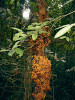 Fíkovník (Ficus) patří mezi druhově nejpočetnější rody rostlin. Vykazuje velkou morfologickou variabilitu. Jednotlivé druhy se liší i obsahem chemických látek. Některé jsou bohaté na alkaloidy, jiné na proteázy, triterpeny nebo poly­fenoly. Na snímku fíkovník F. congesta ze Sulawesi, Austrálie a Papui Nové Guineje. Foto S. T. Segar, s laskavým svolením