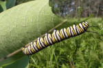 Housenka monarchy stěhovavého (Danaus plexippus) požírající  list klejichy (Asclepias sp.). Klejichy obsahují v latexu řadu toxických látek. V levém dolním rohu snímku je patrné, že housenka překousala hlavní žilku  listu, aby přívodu latexu zabránila. Foto M. Volf 