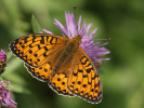 Perleťovec maceškový (Argynnis niobe) patří mezi nejohroženější druhy denních motýlů v České republice. Poslední prospívající populace u nás najdeme díky pestré krajině právě v chráněné krajinné oblasti Beskydy. Foto M. Vojtíšek