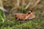 Saranče vrzavá (Psophus stridulus) je jedním z nejcennějších druhů rovnokřídlého hmyzu na beskydských pastvinách. Zároveň funguje jako typický deštníkový druh pro ochranu celých biotopů. Foto P. Kočárek