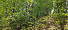 Pozůstatky světlých selských lesů s přirozenou druhovou skladbou dřevin, otevřenou strukturou a hlavně s množstvím mrtvého dřeva jsou rájem pro saproxylické brouky. Foto L. Spitzer