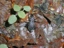 Střevlík hrbolatý (Carabus variolosus) patří mezi typické obyvatele beskydských lesních pramenišť a drobných bažin s vrstvou opadu. Foto L. Spitzer
