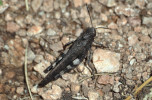 Saranče vrzavá (Psophus stridulus) patří mezi hmyzí klenoty Beskyd. Na teplých a pasených svazích v jižní části Beskyd se navíc vyskytuje takřka vždy i s motýlími ikonami, např. modráskem černoskvrnným (Phengaris arion). Pro své přežití totiž vyžaduje stejný typ péče založený na extenzivní mozaikové pastvě. Samice jsou robustní a nelétavé – na rozdíl od samců (na snímku). Přítomnost druhu na pastvině zaznamenáte vizuálně i sluchem, protože letícího chrastícího černočerveného samce si nelze nevšimnout. Foto L. Klátil