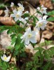 Karpatský prvek květeny zapalice žluťuchovitá (Isopyrum thalictroides)  se vyskytuje roztroušeně v celém  Moravském krasu. Foto H. Skořepa