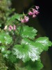 Kruhatka Matthioliho moravská  (Cortusa matthioli  subsp. moravica). Propast Macocha  v chráněné krajinné oblasti Moravský kras. Foto Z. Musil