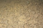 Trusinkové lavice vytvářené činností žížaly Aporrectodea rosea v Nové  Amatérské jeskyni. Tato žížala patří  mezi troglofilní organismy, k životu v jeskyni je tedy částečně přizpůsobena (např. redukcí pigmentu). Foto H. Skořepa