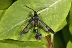 Nesytka Soffnerova (Synanthedon soffneri). Foto Z. Laštůvka