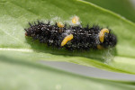 Housenka hnědáska chrastavcového (Euphydryas aurinia) napadená parazitoidy. Foto P. Tájek