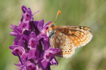 Hnědásek chrastavcový (Euphydryas aurinia) na prstnatci májovém (Dactylorhiza majalis). Foto P. Tájek