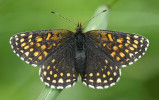 Typický obrázek z mokřadních luk Slavkovského lesa – hnědásek rozrazilový (Melitaea diamina), který se nevyvíjí na rozrazilech, ale na kozlících (Valeriana). Foto P. Tájek