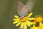 Ostruháček kapinicový (Satyrium acaciae) patří ve Slavkovském lese mezi nově nalezené druhy (Tájek 2021). Tento teplomilný motýl se v současnosti šíří, jeho housenky se živí listy trnky obecné (Prunus spinosa). Foto P. Tájek