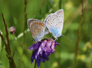 Modrásek ušlechtilý (Polyommatus amandus) je stále běžným druhem zdejších vlhkých a mezofilních luk. Foto P. Tájek