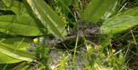 Housenky hnědáska chrastavcového (Euphydryas aurinia) potřebují ke svému  vývoji osluněné  přízemní růžice  čertkusů lučních (Succisa pratensis). Vzácně je lze spatřit, jak se živí i mimo pavučinovité zámotky svých „hnízd“. Foto P. Tájek