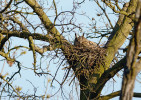  K novějším obyvatelům lužních lesů na Soutoku patří i několik párů výra velkého (Bubo bubo) hnízdících na stromech. Foto P. Štěpánek 
