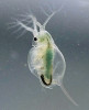 Perloočka z druhové skupiny hrotnatky zúžené (Daphnia atkinsoni) se řadí k našim nejvzácnějším perloočkám. Na našem území žije pouze ve vysychavých rozlivech na jižní Moravě. Foto A. Devánová