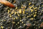 Pavučinovka zlatožlutá (Arachno­peziza aurelia) – plodnice (apotecia)  a síť vláken (subikulum), které  pokrývají substrát. Foto M. Kříž
